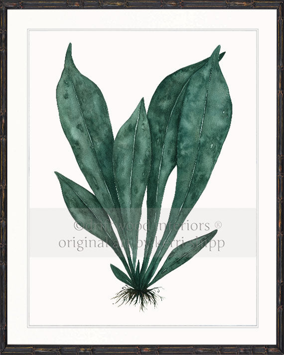 Wall art print of green tropical leaves in black bamboo frame Kerri Shipp Driftwood Interiors