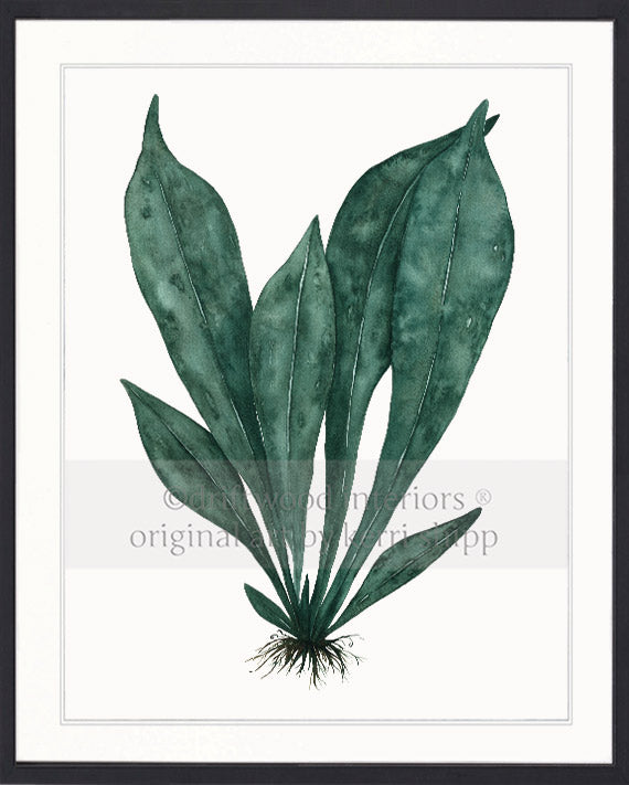 Wall art print of green tropical leaves in black timber frame Kerri Shipp Driftwood Interiors