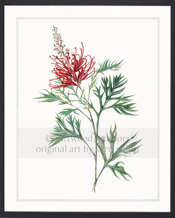 Australiana Wall Art - Grevillea Flower in Black Timber Frame - Driftwood Interiors