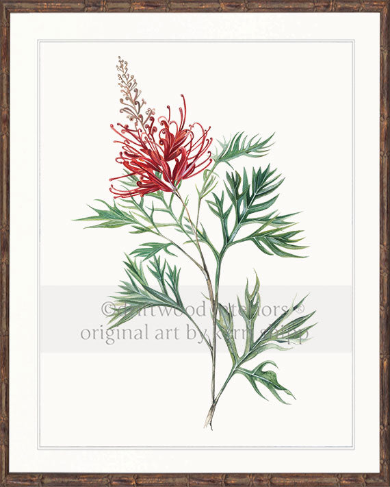 Australiana Wall Art - Grevillea Flower in Brown Bamboo Frame - Driftwood Interiors