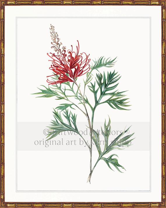 Australiana Wall Art - Grevillea Flower in Gold Bamboo Frame - Driftwood Interiors
