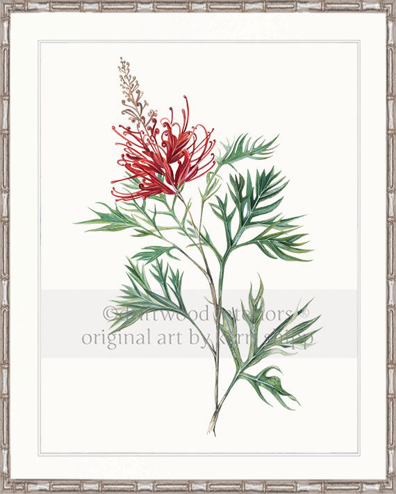 Australiana Wall Art - Grevillea Flower in Silver Bamboo Frame - Driftwood Interiors