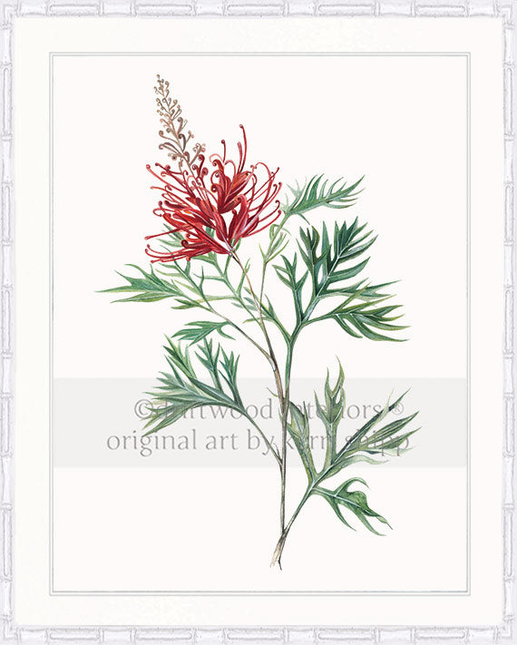 Australiana Wall Art - Grevillea Flower in White Bamboo Frame - Driftwood Interiors