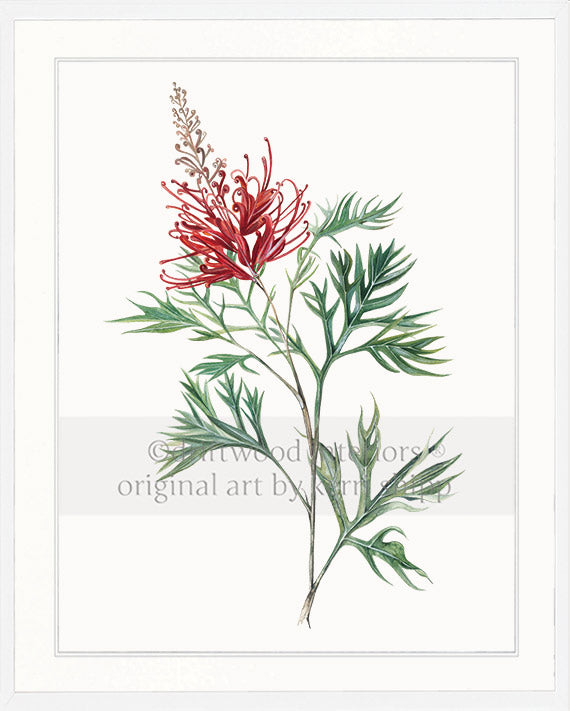 Australiana Wall Art - Grevillea Flower in White Timber Frame - Driftwood Interiors