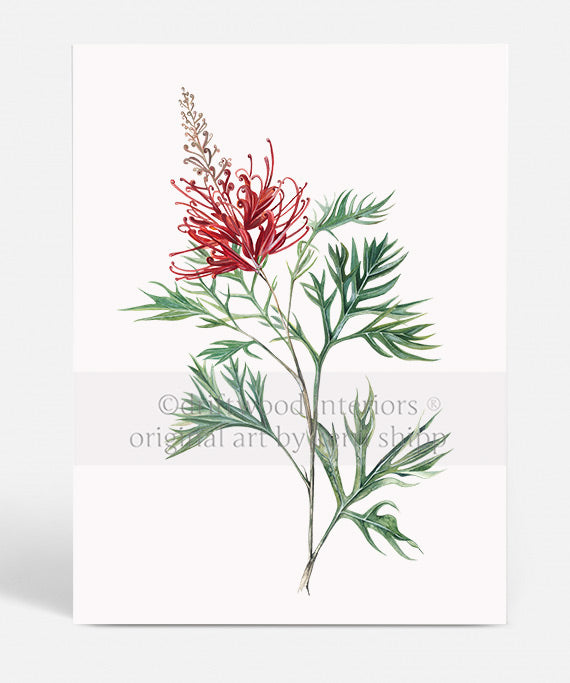 Australiana Wall Art - Grevillea Flower Artwork - Driftwood Interiors