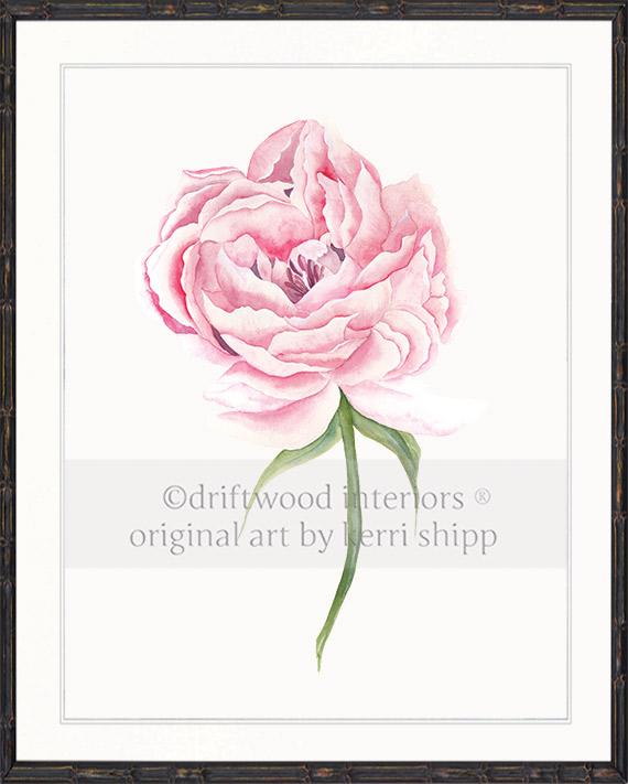 Pink Peony Flower Wall Art Print in Black Timber Frame - Driftwood Interiors