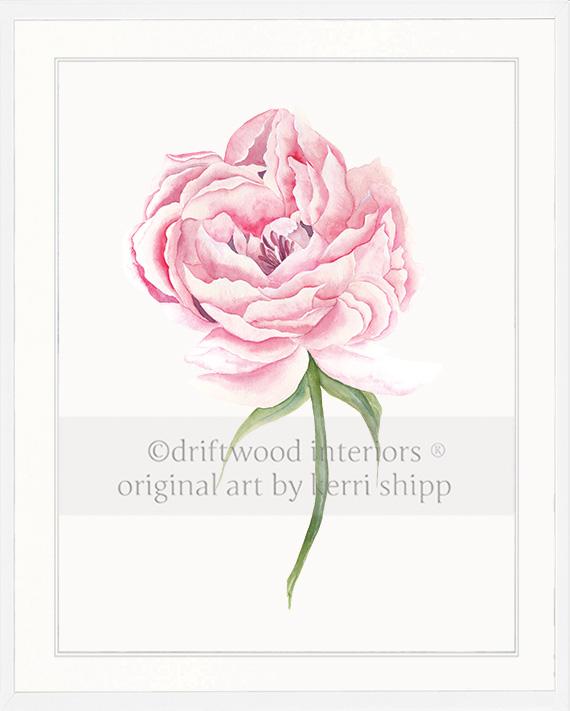 Pink Peony Flower Wall Art Print in White Timber Frame - Driftwood Interiors