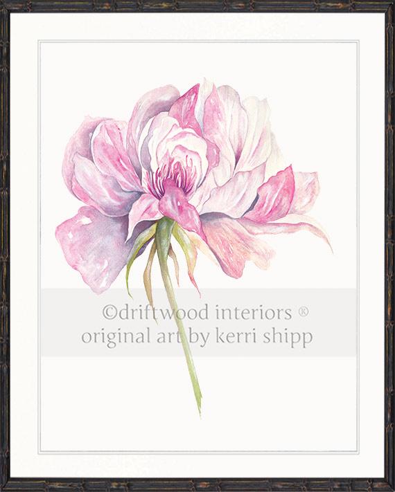 Rose Flower Print - Overblown Rose I