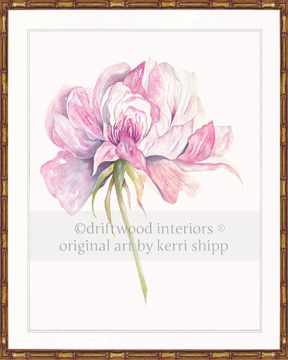 Rose Flower Print - Overblown Rose I