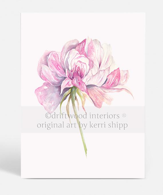 Rose Flower Print - Overblown Rose I