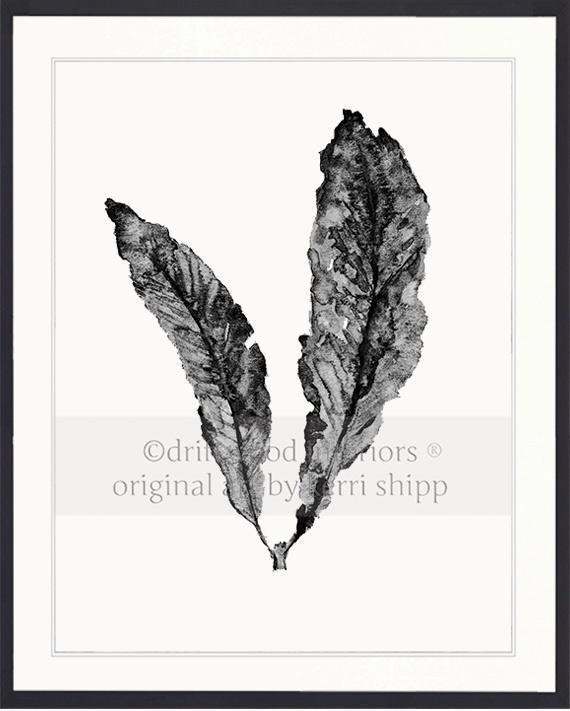 Sea Fan in Charcoal - Driftwood Interiors