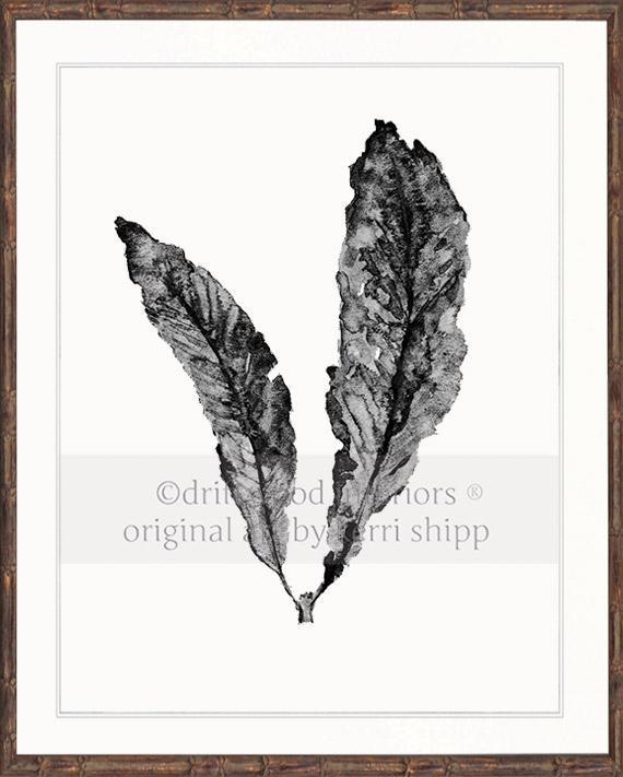 Sea Fan in Charcoal - Driftwood Interiors