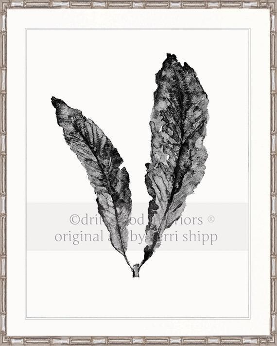 Sea Fan in Charcoal - Driftwood Interiors