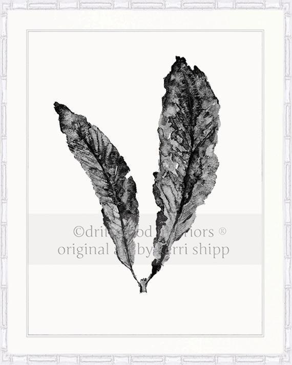 Sea Fan in Charcoal - Driftwood Interiors