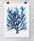 Wall Art Australia - Seaweed Wall Art Print I in Indigo Blue by Kerri Shipp Driftwood Interiors