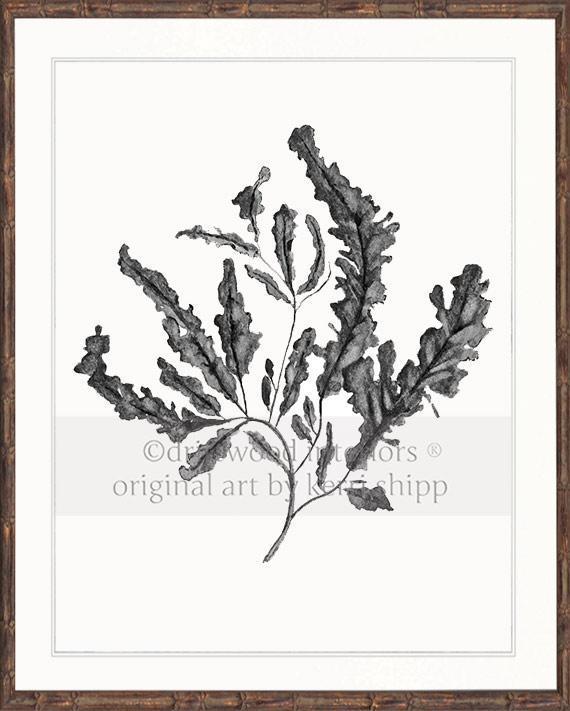 Seaweed in Charcoal - Driftwood Interiors