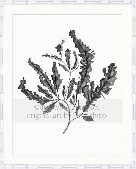 Seaweed in Charcoal - Driftwood Interiors