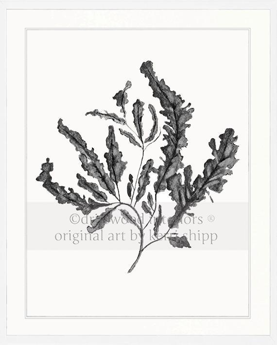 Seaweed in Charcoal - Driftwood Interiors