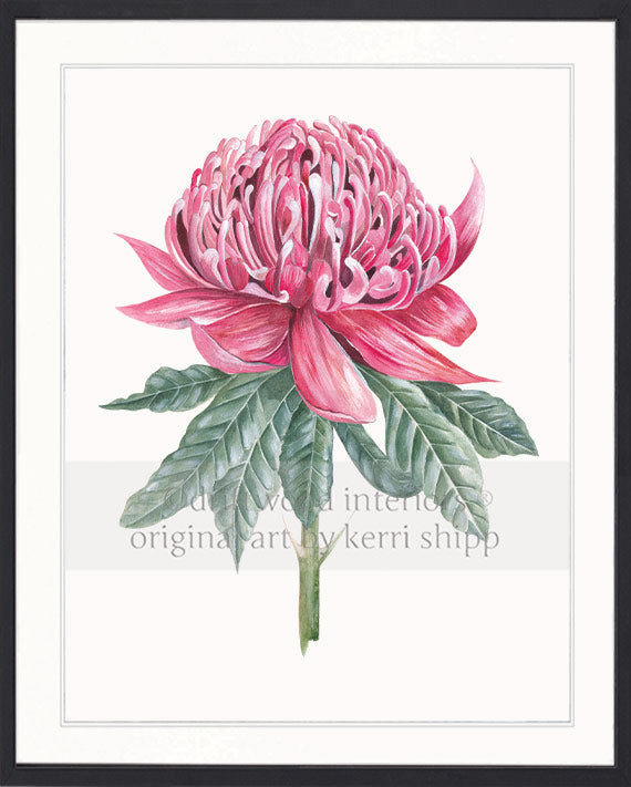 Waratah I - Floral Wall Art Print