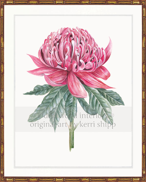 Waratah I - Floral Wall Art Print