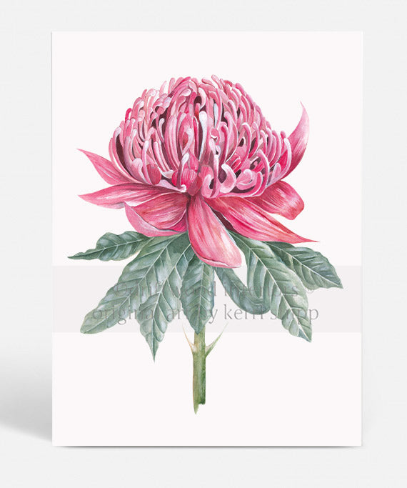 Waratah I - Floral Wall Art Print